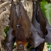 bat_fruit_fox_flying_akmf_v_0010_bal0489.jpg